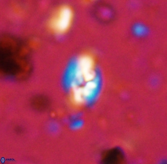 Swapansahooia maghredaswampensis 36070
