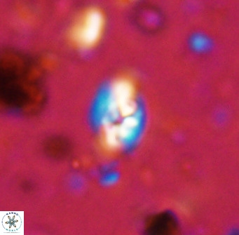 Swapansahooia maghredaswampensis 36070