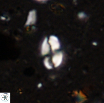 Swapansahooia maghredaswampensis 36072