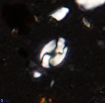 Swapansahooia maghredaswampensis 36075
