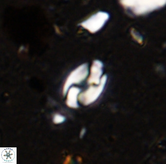 Swapansahooia maghredaswampensis 36075