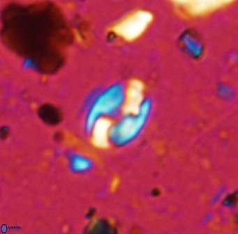 Swapansahooia maghredaswampensis 36076