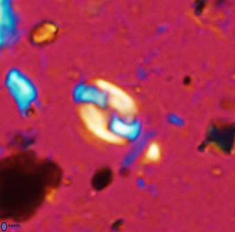 Swapansahooia maghredaswampensis 36078