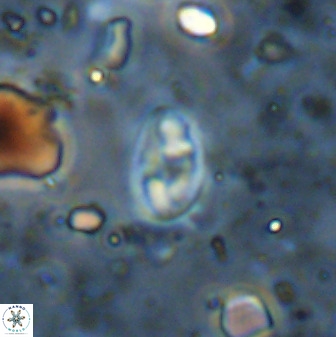 Swapansahooia maghredaswampensis 36082