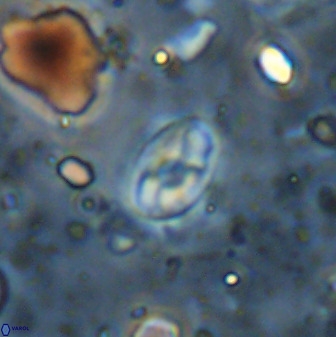Swapansahooia maghredaswampensis 36083