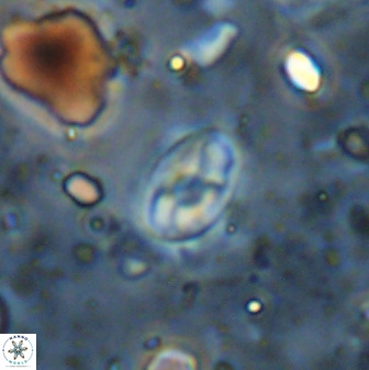 Swapansahooia maghredaswampensis 36083