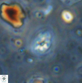 Swapansahooia maghredaswampensis 36084