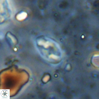 Swapansahooia maghredaswampensis 36085
