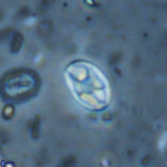 Swapansahooia maghredaswampensis 37883