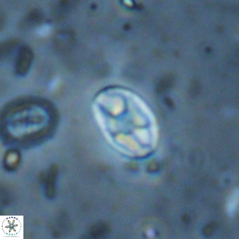 Swapansahooia maghredaswampensis 37883