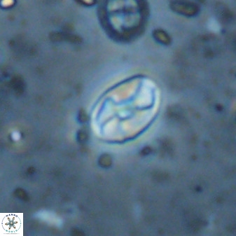 Swapansahooia maghredaswampensis 37884