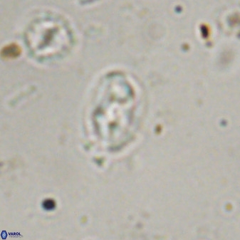 Swapansahooia maghredaswampensis 37885