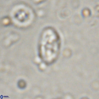 Swapansahooia maghredaswampensis 37886