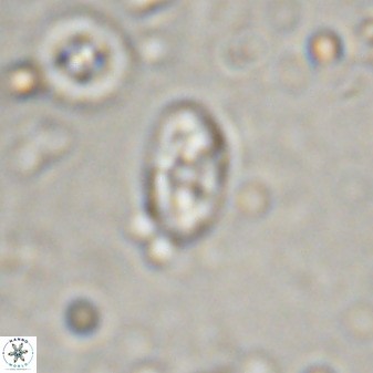 Swapansahooia maghredaswampensis 37886