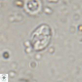 Swapansahooia maghredaswampensis 37887