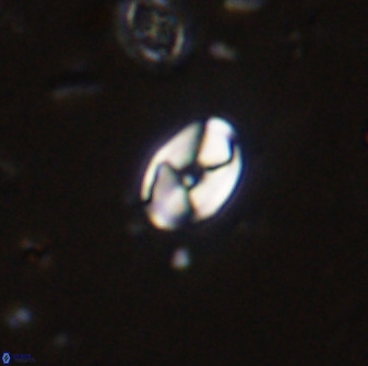 Swapansahooia maghredaswampensis 37888