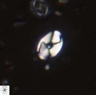 Swapansahooia maghredaswampensis 37888