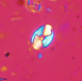 Swapansahooia maghredaswampensis 37889