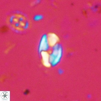 Swapansahooia maghredaswampensis 37890