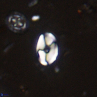 Swapansahooia maghredaswampensis 37891