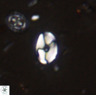 Swapansahooia maghredaswampensis 37891