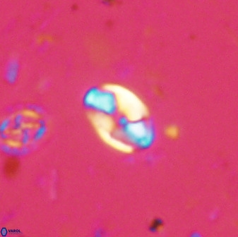 Swapansahooia maghredaswampensis 37892
