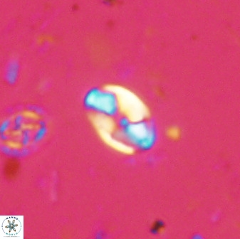 Swapansahooia maghredaswampensis 37892