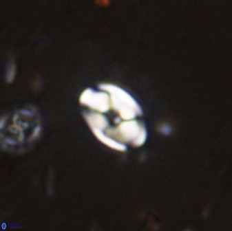 Swapansahooia maghredaswampensis 37893