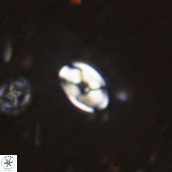 Swapansahooia maghredaswampensis 37893