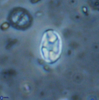 Swapansahooia maghredaswampensis 37897