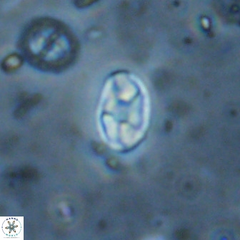 Swapansahooia maghredaswampensis 37897