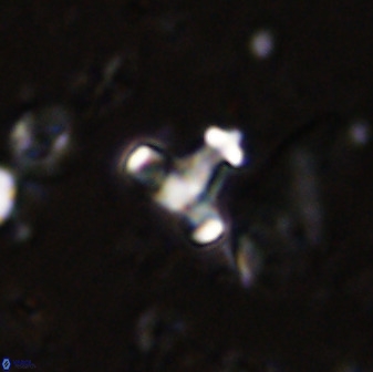 Swapansahooia maghredaswampensis 38066