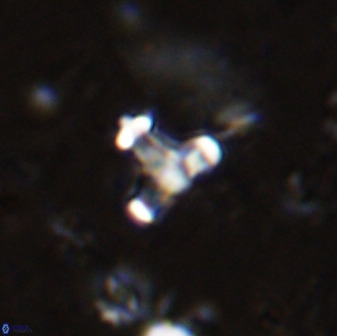 Swapansahooia maghredaswampensis 38070