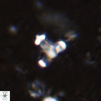 Swapansahooia maghredaswampensis 38070