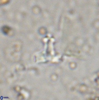 Swapansahooia maghredaswampensis 38072