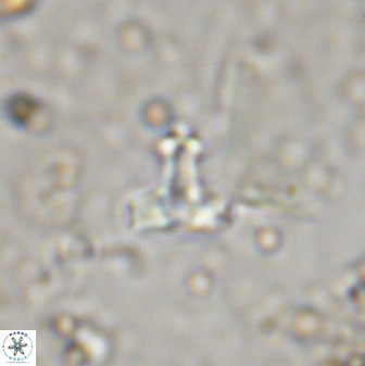 Swapansahooia maghredaswampensis 38072