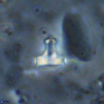 Swapansahooia maghredaswampensis 38073
