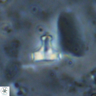 Swapansahooia maghredaswampensis 38073
