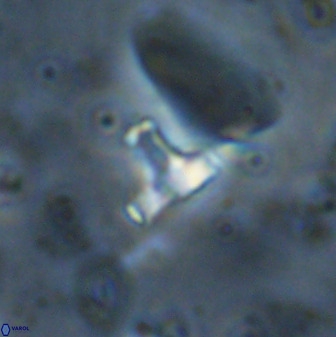 Swapansahooia maghredaswampensis 38075