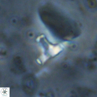Swapansahooia maghredaswampensis 38075