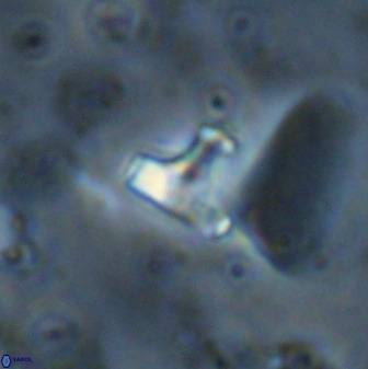 Swapansahooia maghredaswampensis 38076