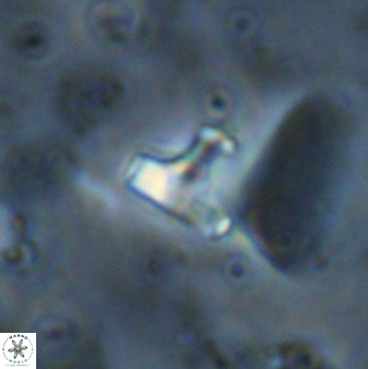 Swapansahooia maghredaswampensis 38076