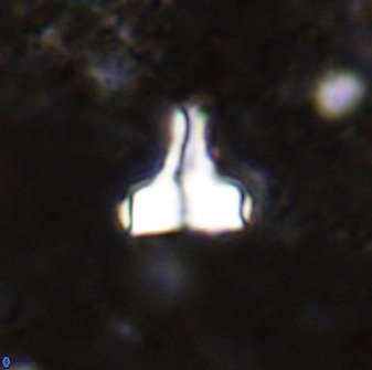 Swapansahooia maghredaswampensis 38827