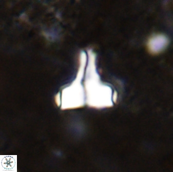 Swapansahooia maghredaswampensis 38827