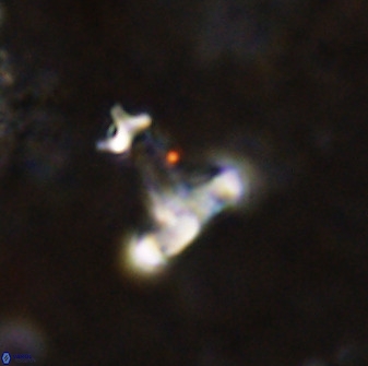Swapansahooia maghredaswampensis 38828