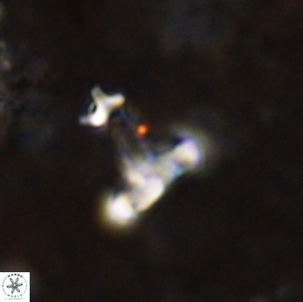Swapansahooia maghredaswampensis 38828
