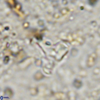 Swapansahooia maghredaswampensis 38832