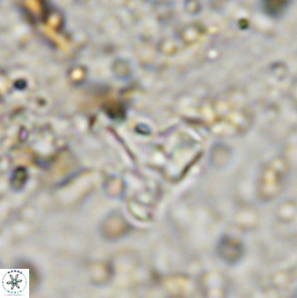Swapansahooia maghredaswampensis 38832