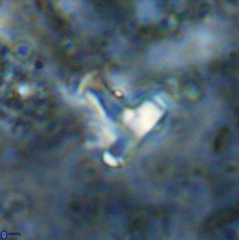 Swapansahooia maghredaswampensis 38833