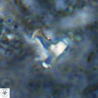 Swapansahooia maghredaswampensis 38833